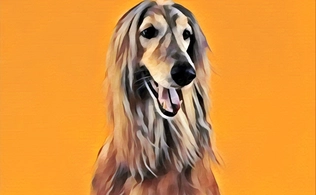 Sprint Grooming